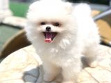 A kalite pomeranian boo yavrumuz