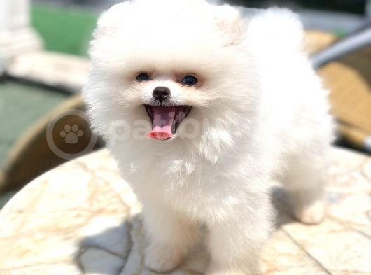 A Kalite Pomeranian Boo Yavrumuz