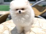 A Kalite Pomeranian Boo Yavrumuz