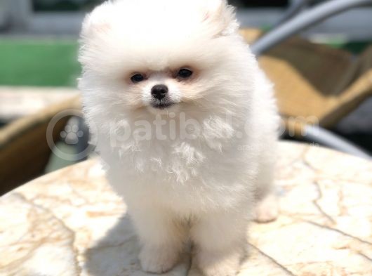 A Kalite Pomeranian Boo Yavrumuz görsel