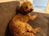 Toypoodle Redbrown