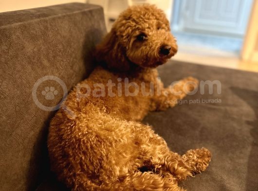Toypoodle Redbrown görsel