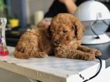 Kızıl Toy Poodle Yavrusu