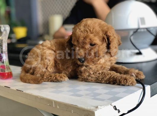 Kızıl Toy Poodle Yavrusu görsel
