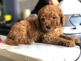 Kızıl toy poodle yavrusu