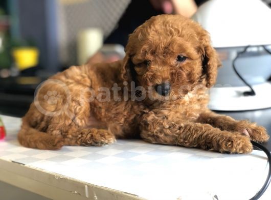 Kızıl Toy Poodle Yavrusu