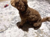 Toypoodle Redbrown