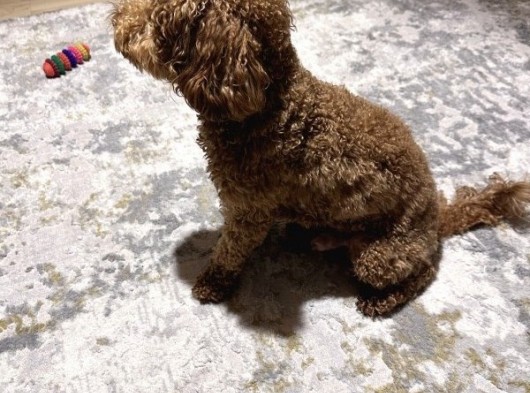 Toypoodle Redbrown görsel