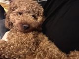 Toypoodle Redbrown
