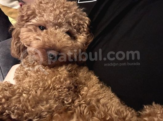 Toypoodle Redbrown görsel