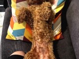 Toypoodle Redbrown