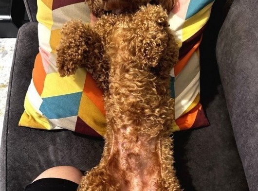 Toypoodle Redbrown görsel