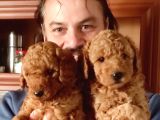 Red Toy Poodle Yavrular