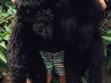 Nadir Irk Siyah Dev Poodle Yavrular