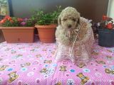 30 Nisan Doğumlu Toy Poodle Bebeklerim