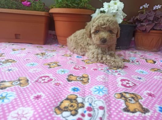 30 Nisan Doğumlu Toy Poodle Bebeklerim görsel