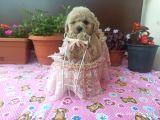 30 Nisan doğumlu toy poodle bebeklerim