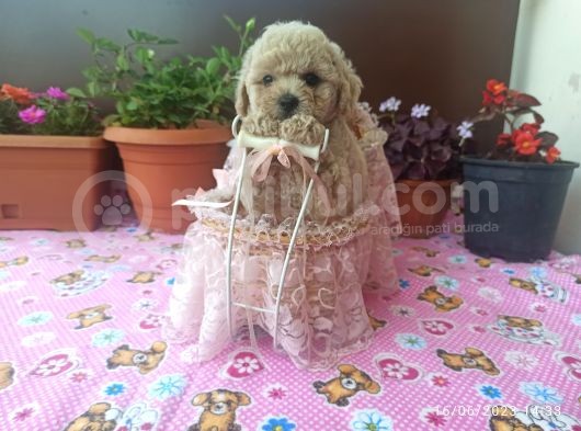 30 Nisan Doğumlu Toy Poodle Bebeklerim