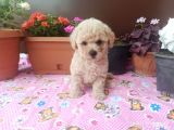 30 Nisan Doğumlu Toy Poodle Bebeklerim