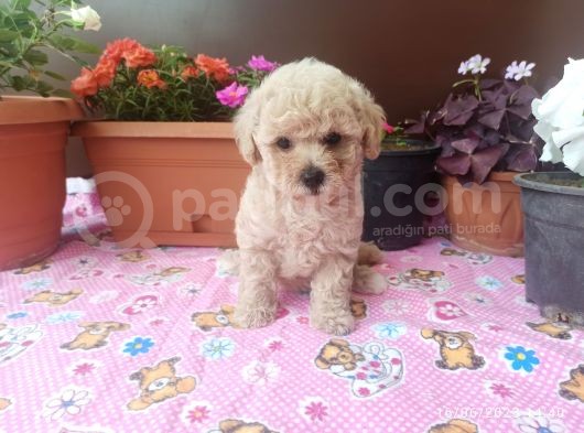 30 Nisan Doğumlu Toy Poodle Bebeklerim görsel