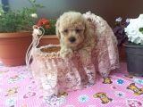 30 Nisan Doğumlu Toy Poodle Bebeklerim