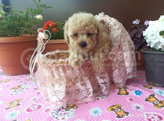 30 Nisan Doğumlu Toy Poodle Bebeklerim görsel
