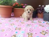 30 Nisan Doğumlu Toy Poodle Bebeklerim