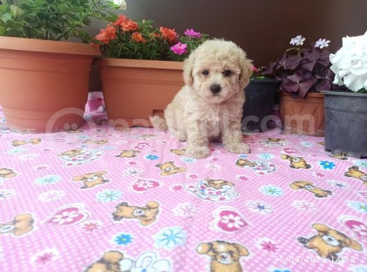 30 Nisan Doğumlu Toy Poodle Bebeklerim görsel