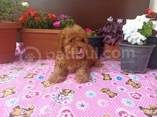 15 Nisan Doğumlu Maltipoo Erkek Bebeğim görsel