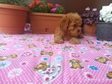 15 Nisan Doğumlu Maltipoo Erkek Bebeğim