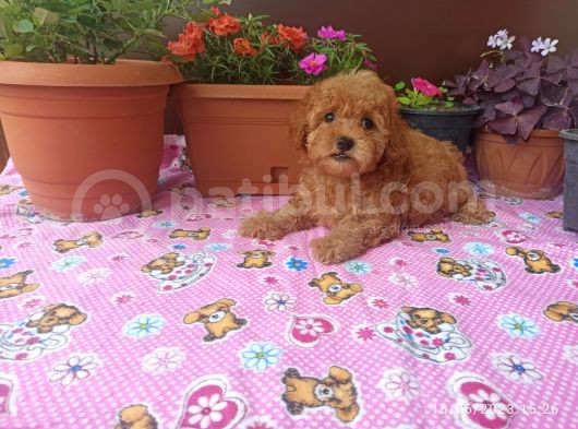 15 Nisan Doğumlu Maltipoo Erkek Bebeğim