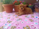 15 Nisan Doğumlu Maltipoo Erkek Bebeğim