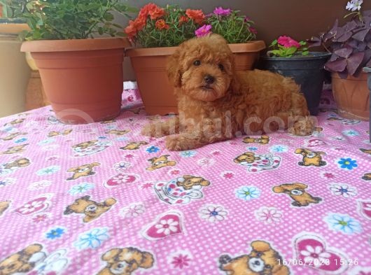15 Nisan Doğumlu Maltipoo Erkek Bebeğim görsel