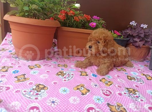 15 Nisan Doğumlu Maltipoo Erkek Bebeğim görsel
