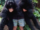 Nadir Irk Siyah Dev Poodle Yavrular