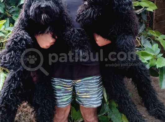 Nadir Irk Siyah Dev Poodle Yavrular görsel