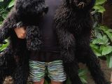 Nadir Irk Siyah Dev Poodle Yavrular