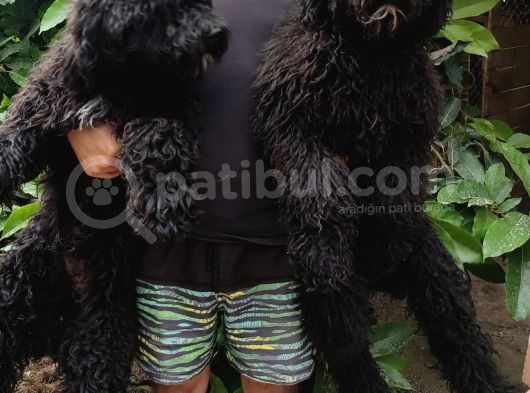 Nadir Irk Siyah Dev Poodle Yavrular görsel