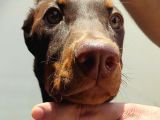 Kızıl Erkek Doberman
