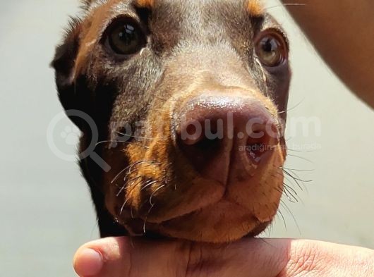 Kızıl Erkek Doberman görsel