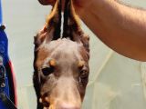 Kızıl erkek doberman