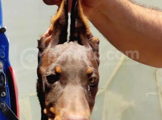 Kızıl Erkek Doberman