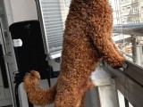 ToyPoodle RedBrown