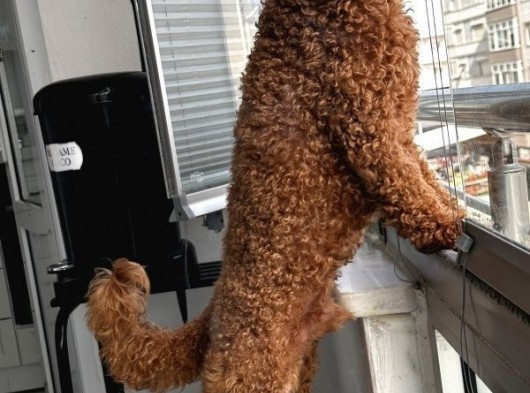 Toypoodle Redbrown