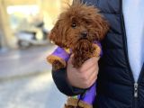 Toy Poodle Bebekleri̇mi̇z