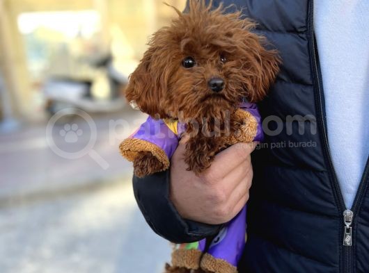 Toy Poodle Bebekleri̇mi̇z görsel