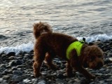 Toypoodle Redbrown