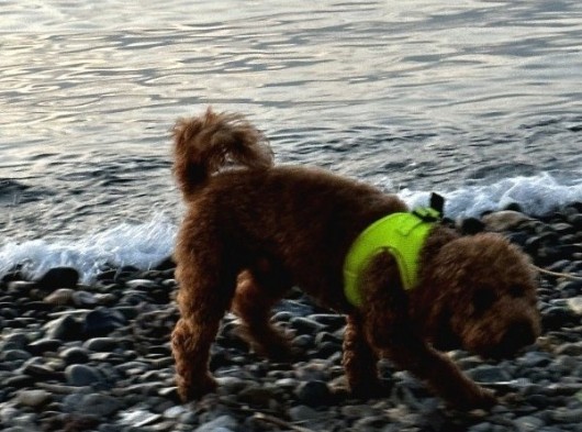 Toypoodle Redbrown görsel