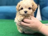 A Kali̇te Malti̇poo Bebekler
