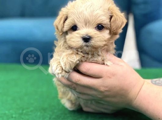 A Kali̇te Malti̇poo Bebekler görsel